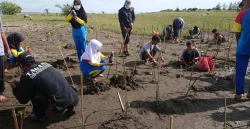 Lazismu dan IPM Tanam 1.000 Mangrove Cegah Abrasi Pantai