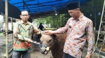 Suara Muhammadiyah Buka SM Farm, Ratusan Ekor Sapi Langsung Ludes Dipesan