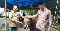 Suara Muhammadiyah Buka SM Farm, Ratusan Ekor Sapi Langsung Ludes Dipesan